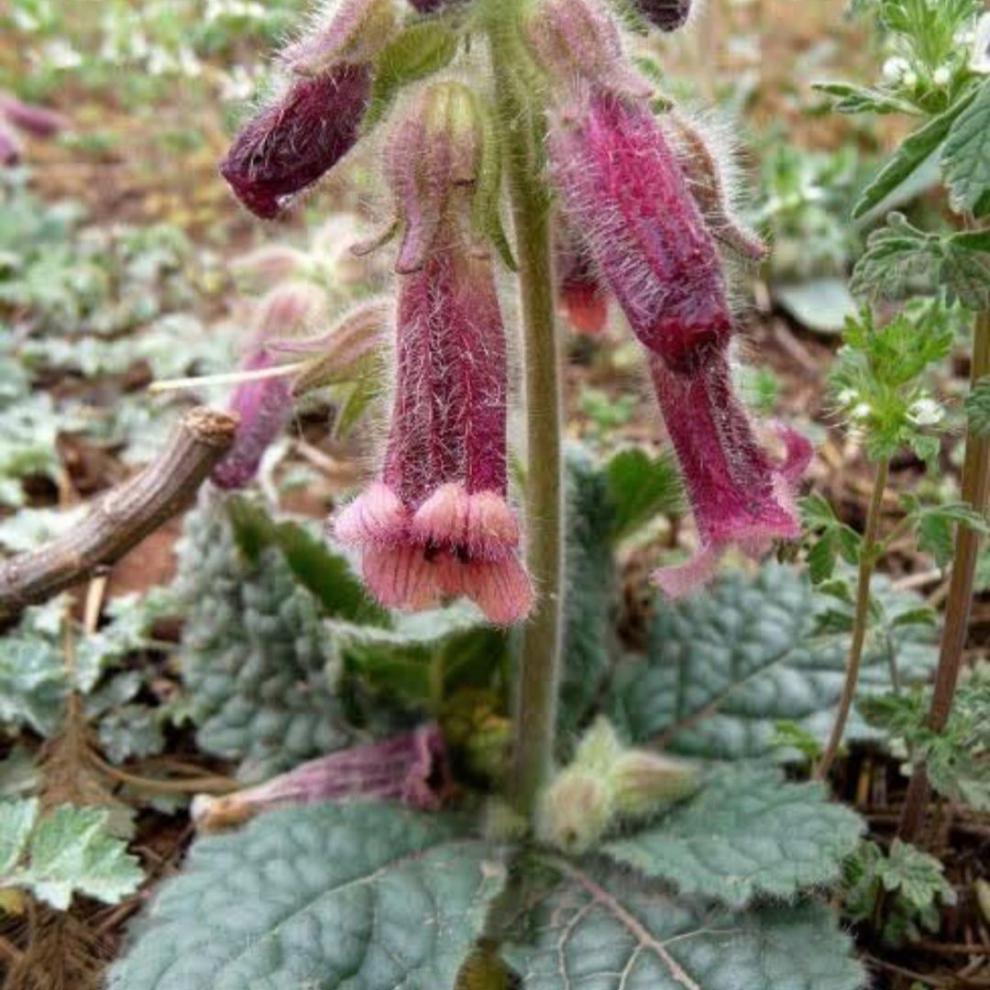 地黃價(jià)格走勢(shì)分析，市場(chǎng)趨勢(shì)、影響因素與購(gòu)買(mǎi)指南