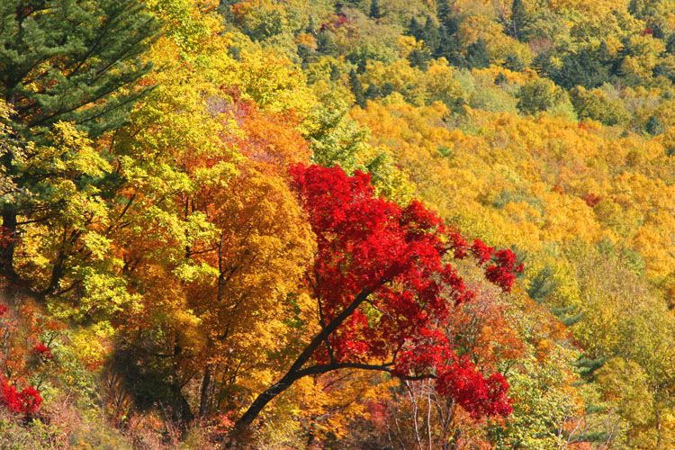 最新秋色網站,最新秋色網站，啟程，與大自然共舞