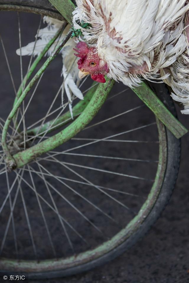 最新肉雞收購動態,最新肉雞收購動態,巷弄深處的特色小店探秘