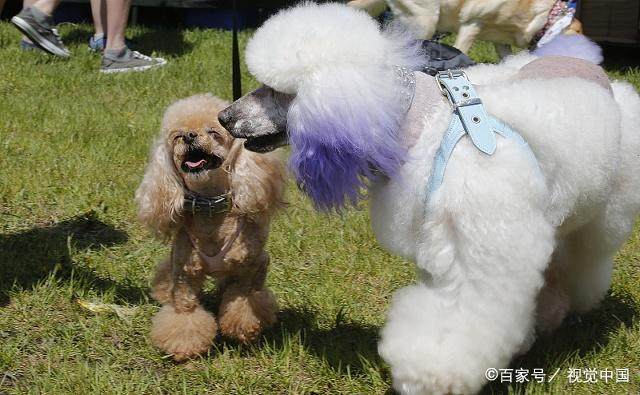 最新狗狗趣事，勵志成長與自信與犬的溫馨故事