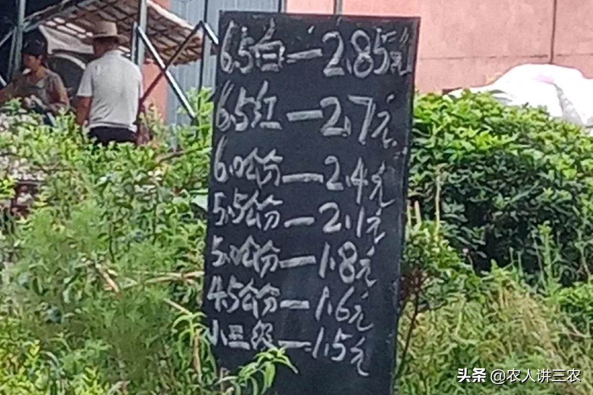 今日大蒜價格行情分析與趨勢預測