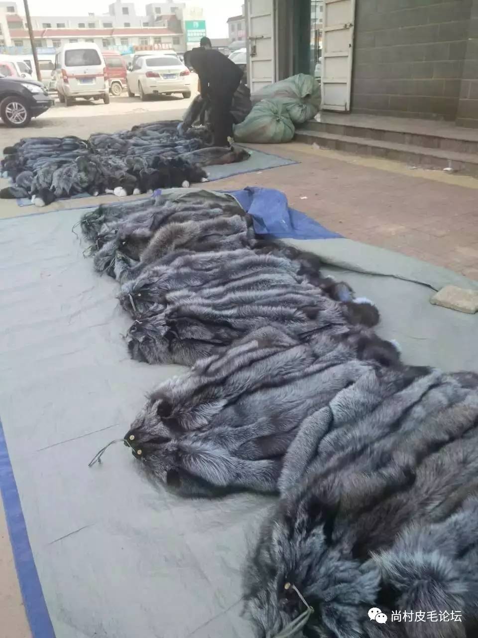 河北尚村貂皮價格動態，市場變化中的你我共鑒時刻