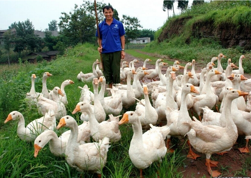 揭秘2017養鵝行情，黃金機遇還是挑戰重重？