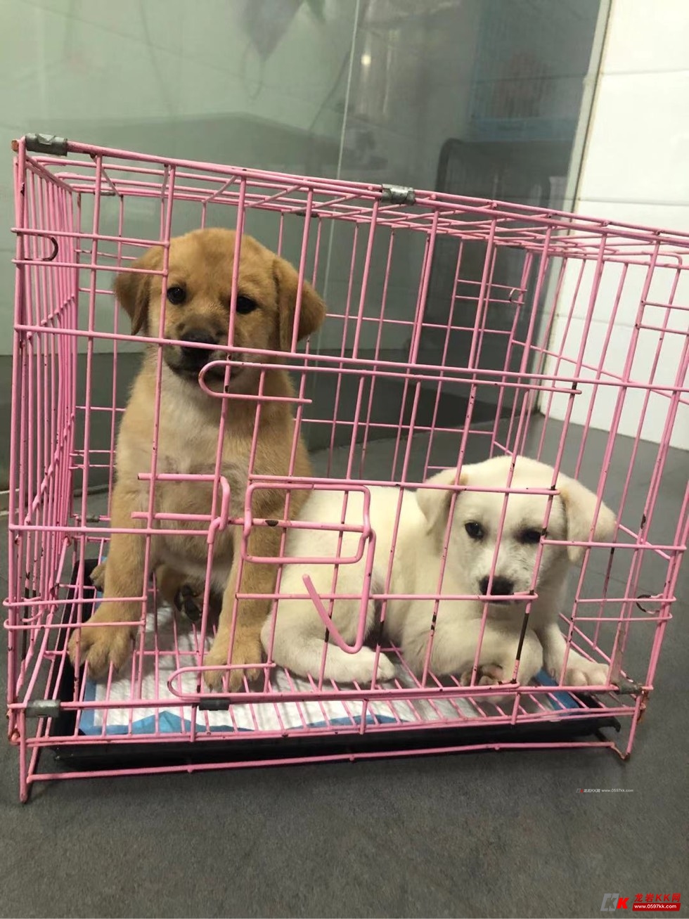 最新小狗尋找溫馨家園，等待你來領養的愛寵伴侶