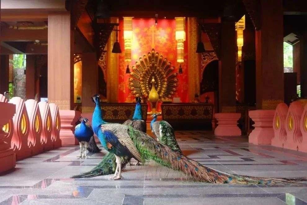 千島湖洲際酒店價格揭秘與深度解析?