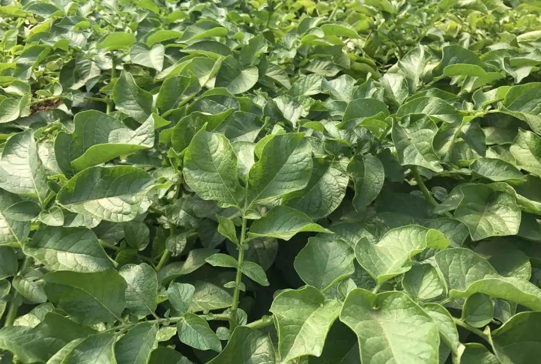 滕州土豆價(jià)格行情最新動(dòng)態(tài)