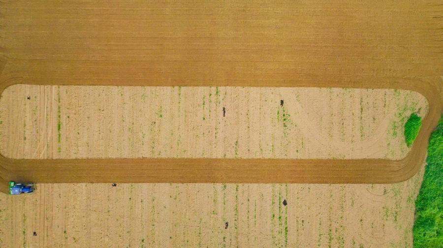 滕州土豆價格行情最新動態