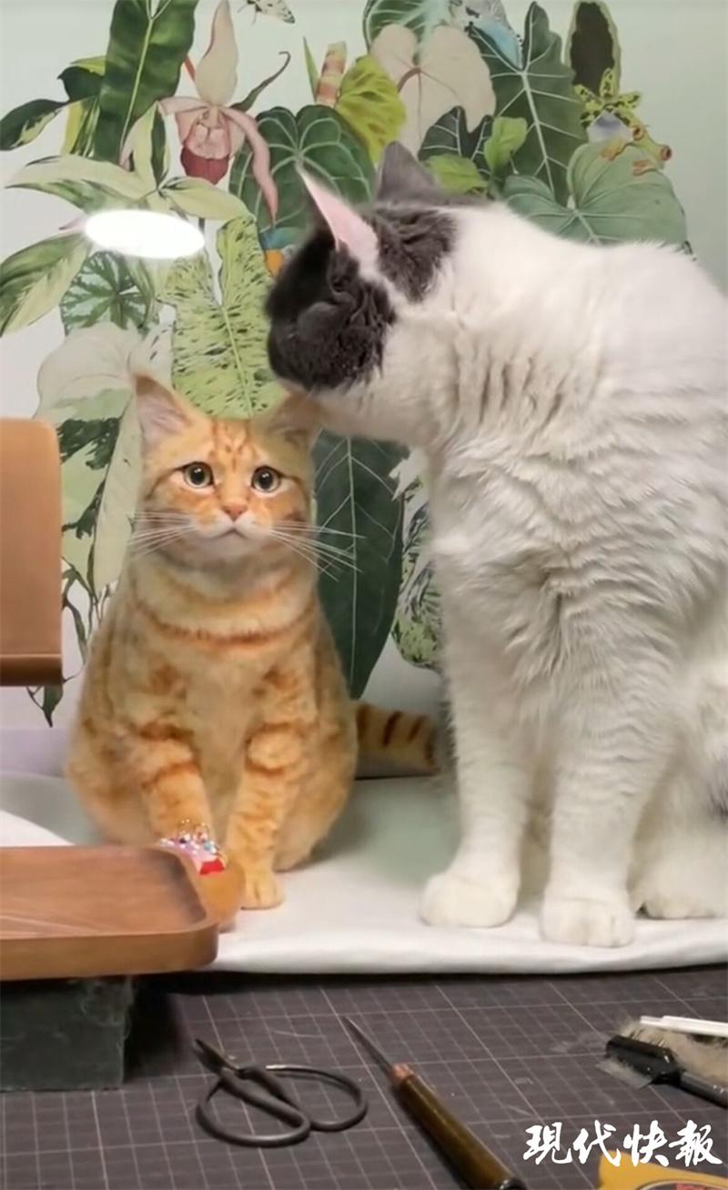 “徐州寵物市場新位置”,徐州寵物市場新位置，一場關于變遷與進步的探討