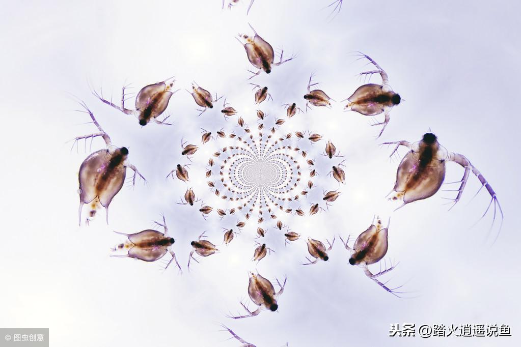 現代養魚新方法，革新歷程、影響及地位概述