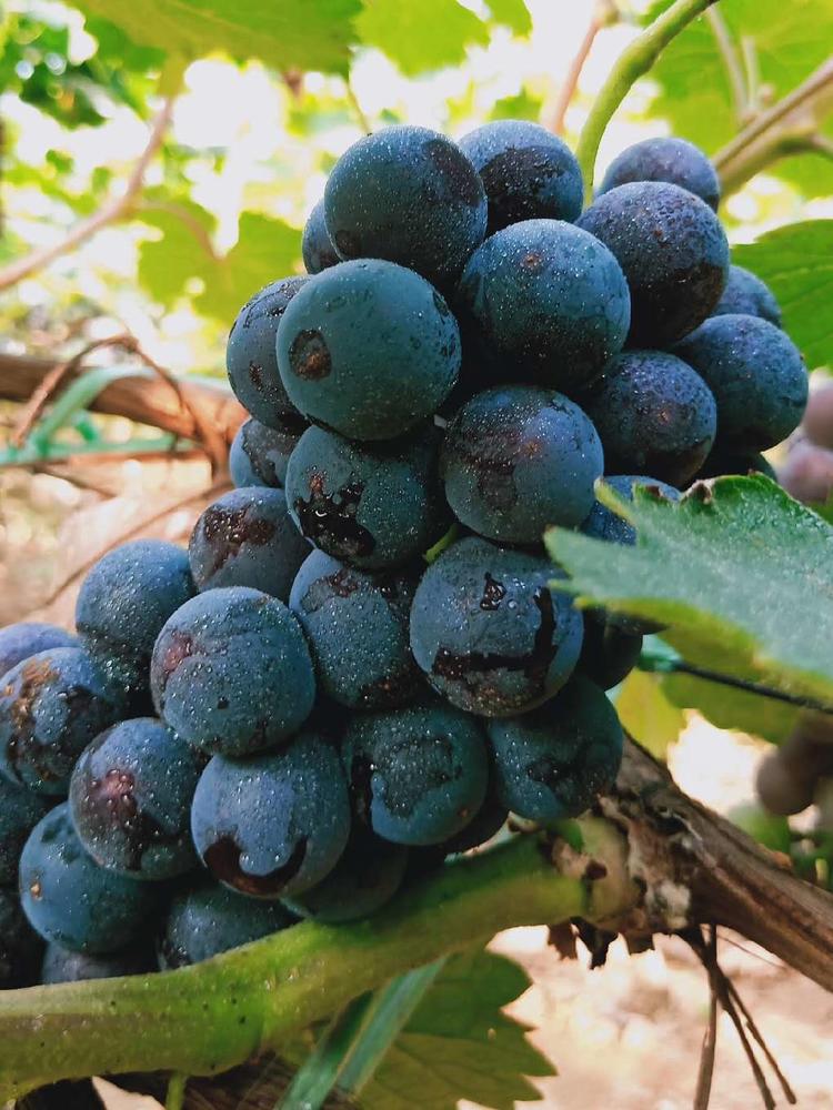 夏黑葡萄的成熟時刻,勵志之旅中的變化、學習與自信之路