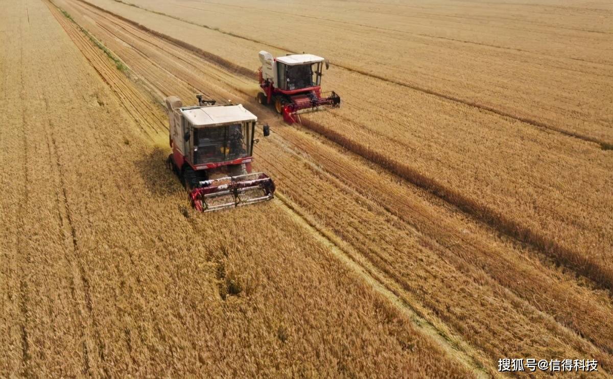 聊城小麥最新行情，變化中的機遇，激發自信與成就感的源泉