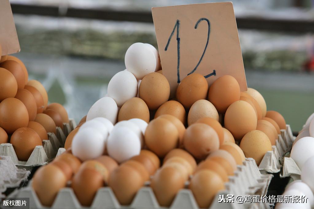 禽蛋市場最新動態概覽