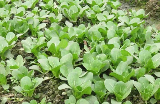 惠州蘆洲最新動態更新,綠色生態發展持續推動