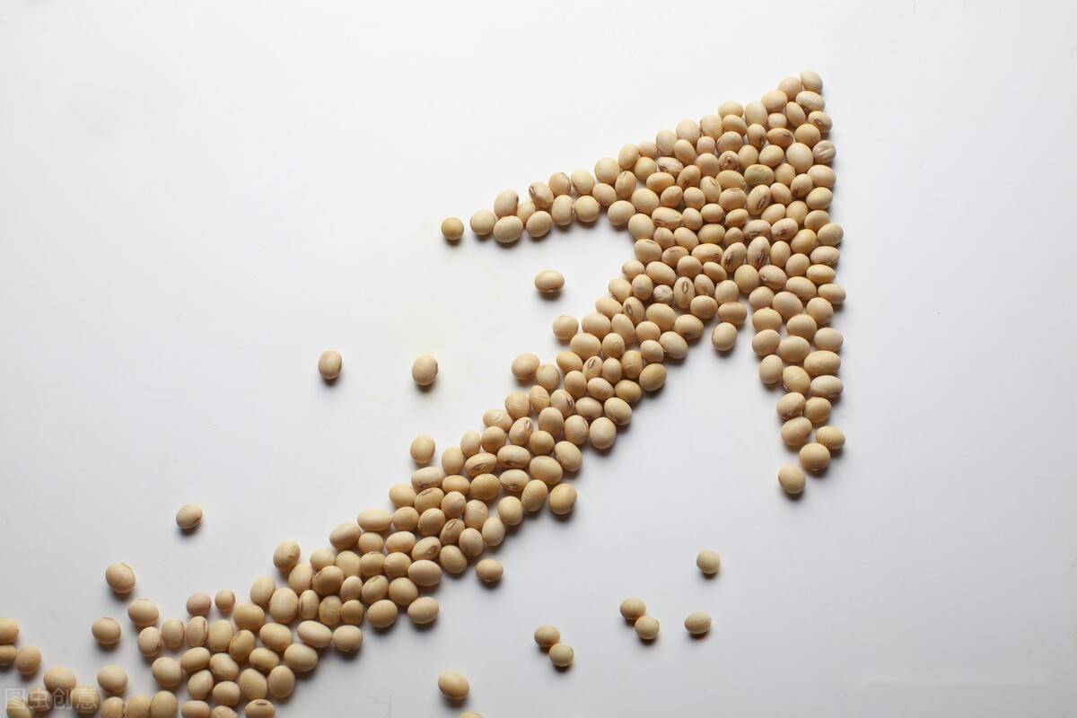 期貨豆粕最新動態(tài)及分析概覽