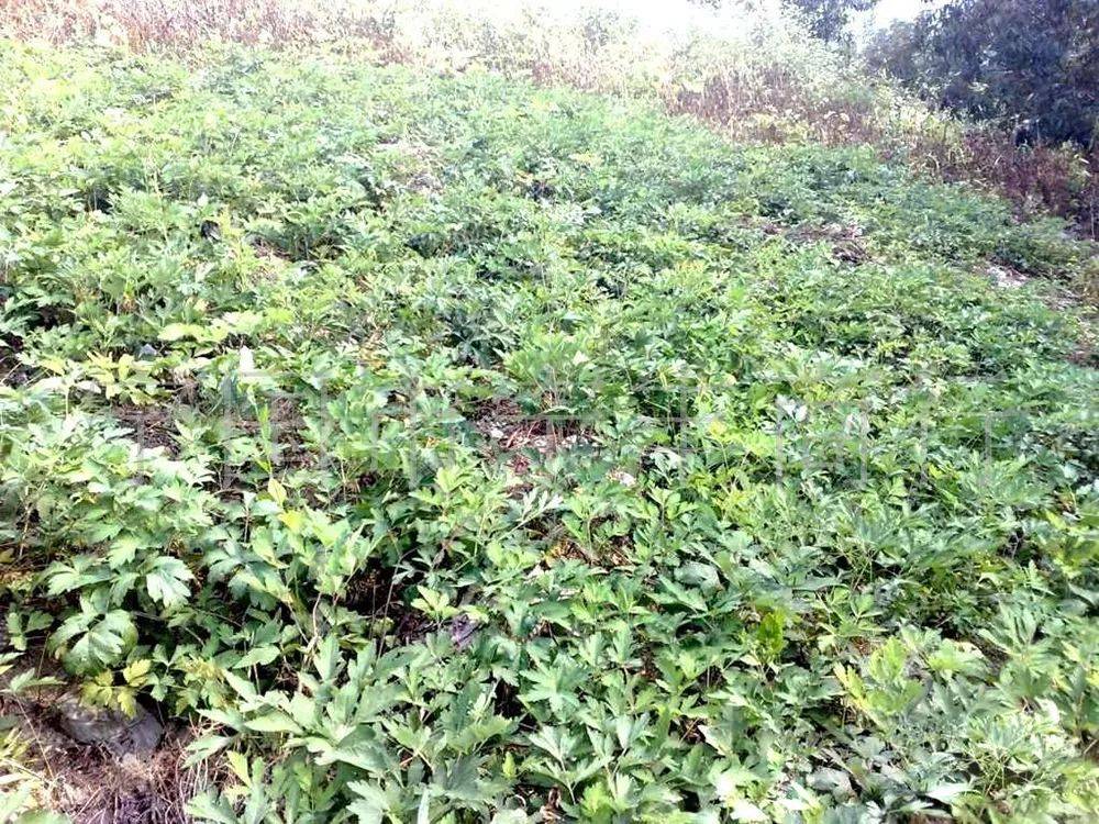 前胡價格，科技智能重塑未來價值