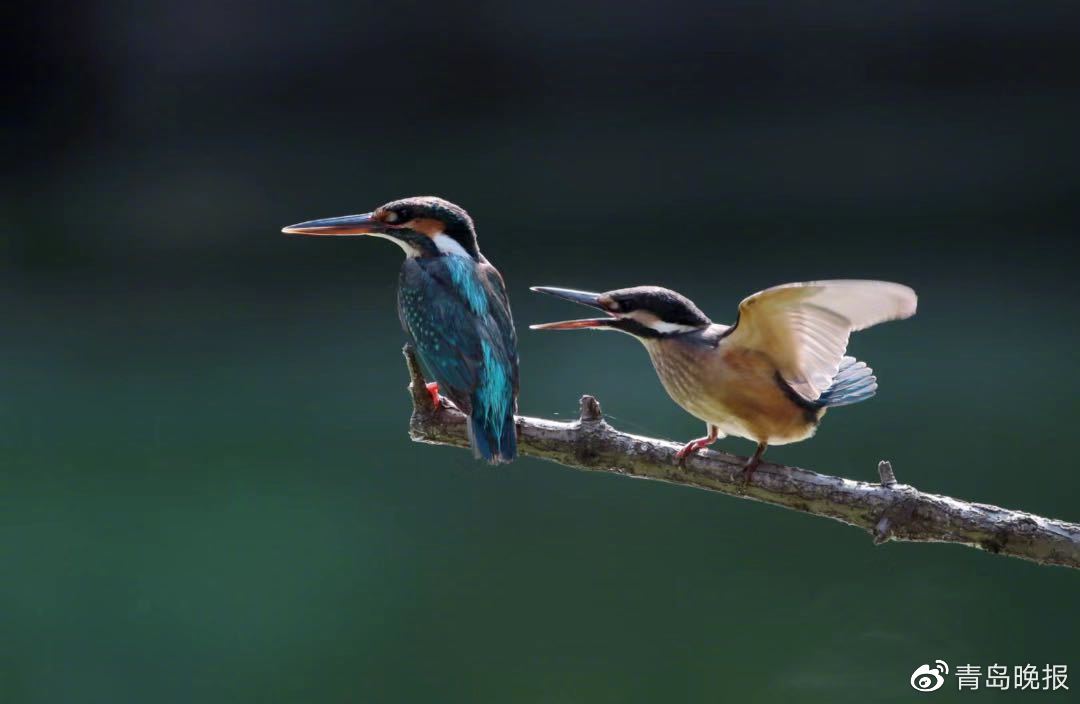 五A添盛坊青稞原漿 第270頁