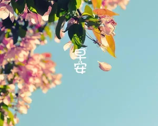 最新早安美圖，喚醒美好一天的視覺盛宴