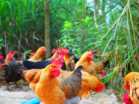 揭秘麻雞價格,你了解多少?