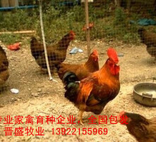 揭秘麻雞價格,你了解多少?