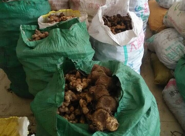 黃精最新行情，把握機遇，成就輝煌人生之路