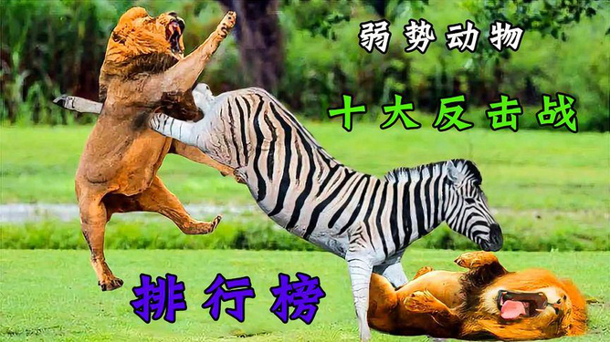 動物電影勵志故事,十大排行榜里的自信與成長之路