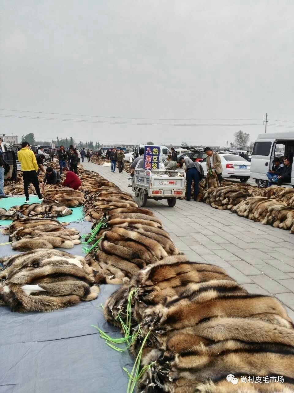 最新貉皮市場價格行情概覽