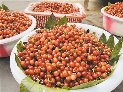 科技助力桑葚新鮮直達餐桌,鮮桑葚價格及美味人生體驗!