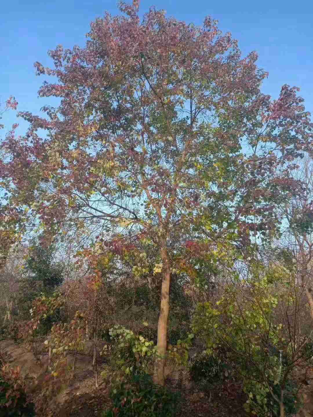 烏桕樹苗價格詳解,市場趨勢、影響因素與選購指南