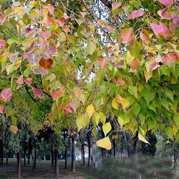 烏桕樹苗價格詳解,市場趨勢、影響因素與選購指南