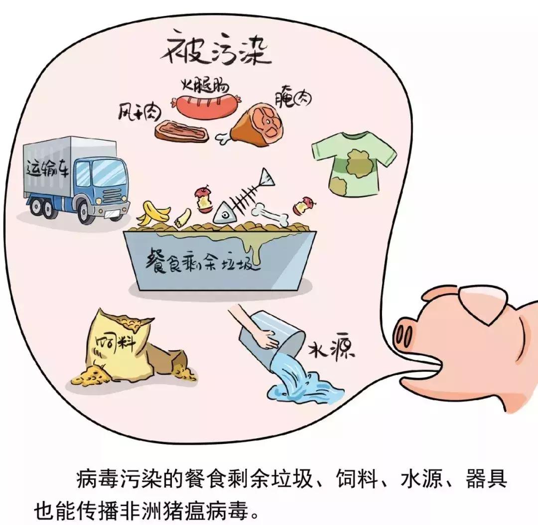 全國最新豬瘟消息詳解，應(yīng)對(duì)豬瘟的指南與步驟