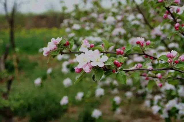 五A添盛坊青稞原漿 第247頁