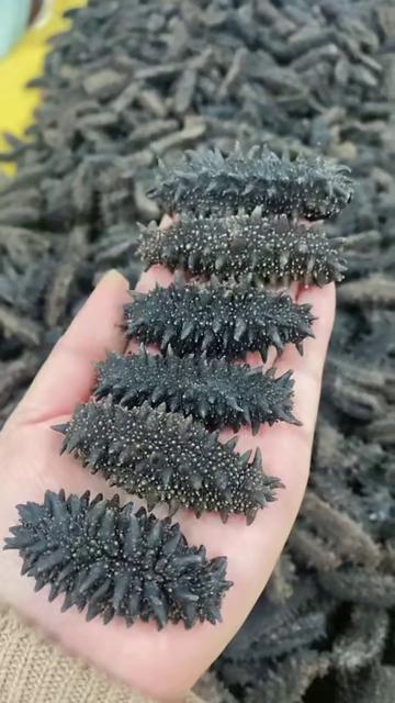 探秘小巷中的海參秘境，俄羅斯海參價格全面解密，一斤價格多少？