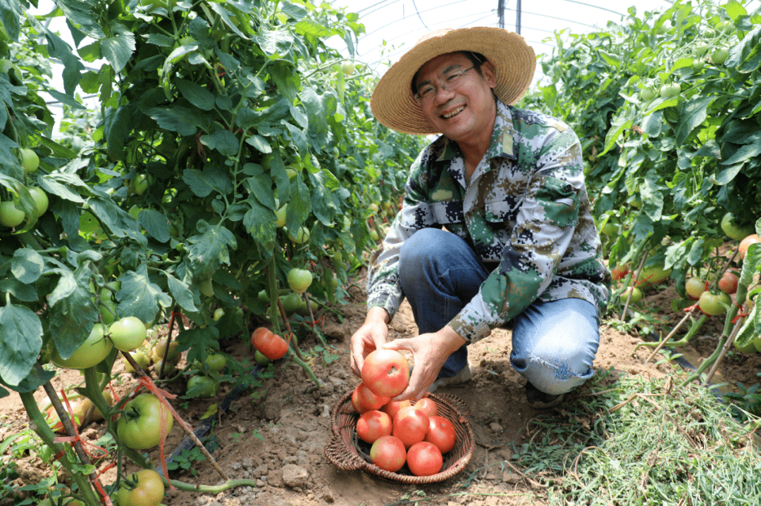 番茄社區(qū)最新動(dòng)態(tài)，創(chuàng)新、發(fā)展與社區(qū)活力的完美融合