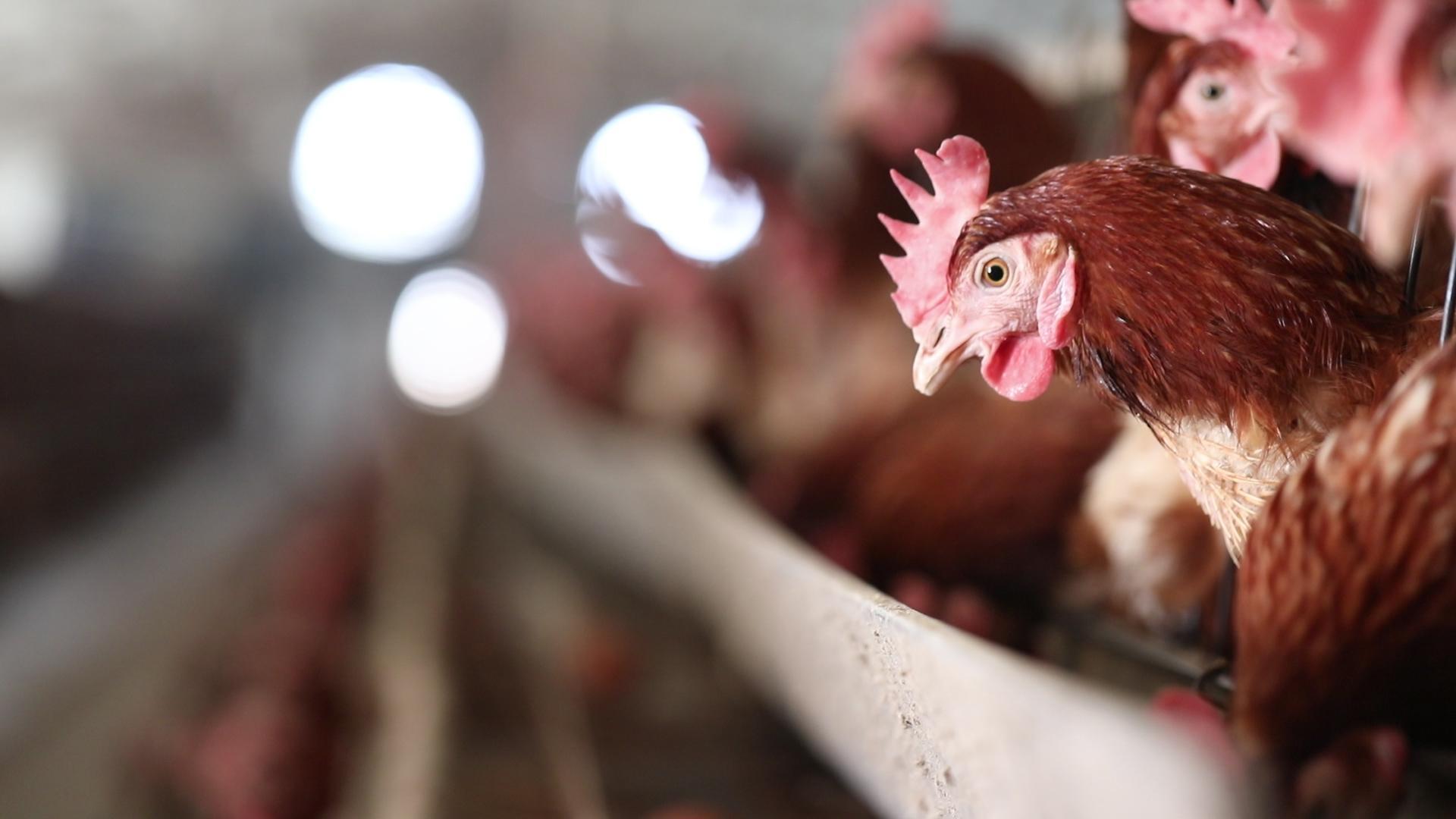 市場毛雞價格行情分析，最新動態(tài)與趨勢預測