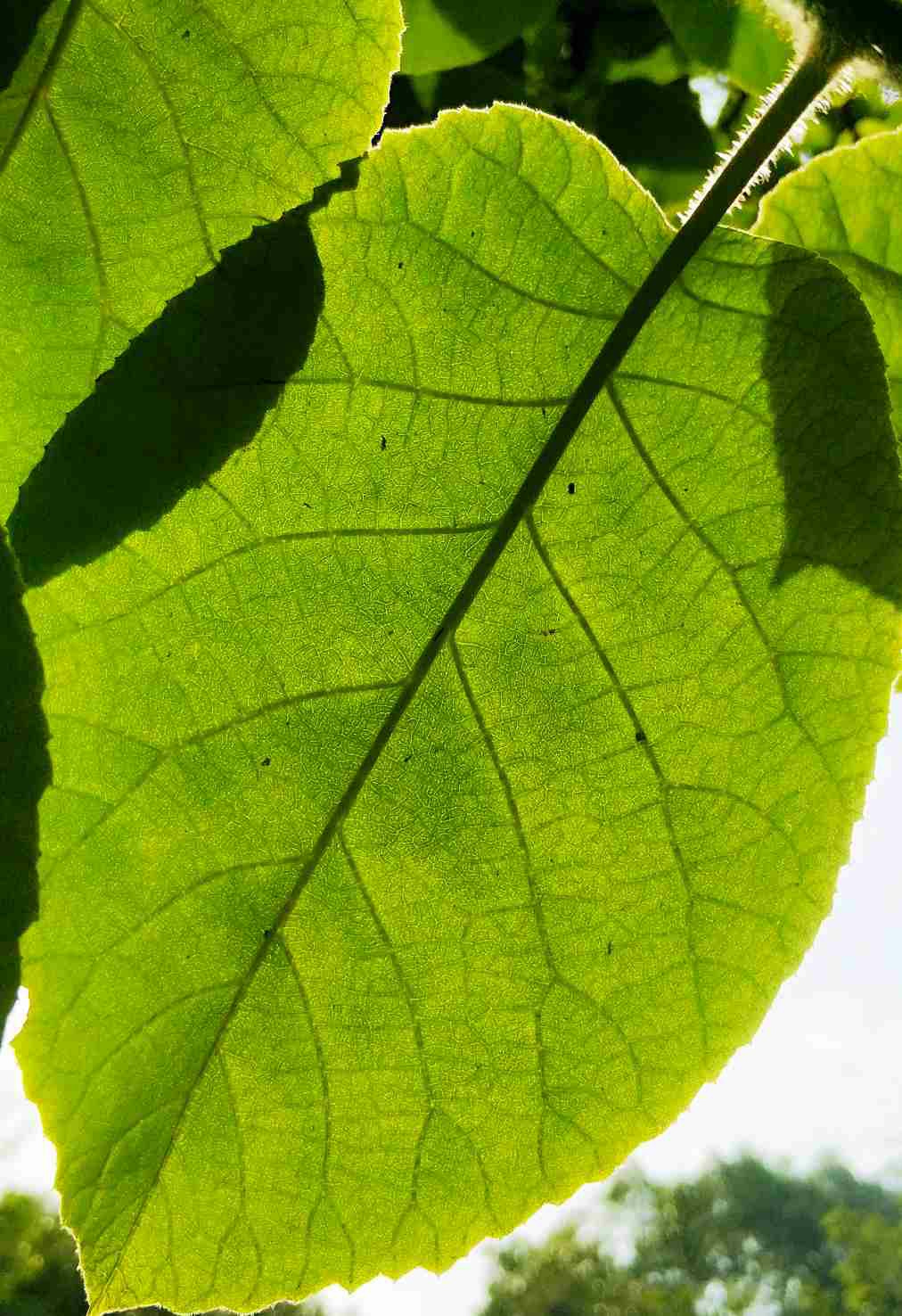 綠葉新聞動態，獲取與解讀新聞資訊的步驟指南