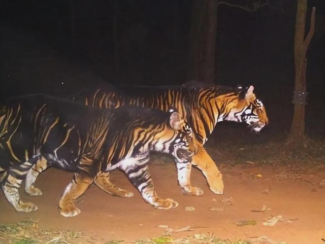 最新黑虎，學(xué)習(xí)成長(zhǎng)，自信前行，永不言敗的奮斗之路