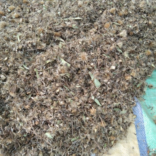 蒼術種子價格探討,影響因素及市場現狀分析