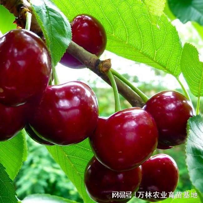 最新櫻桃品種完全指南,認識、挑選與享受美味櫻桃的秘訣