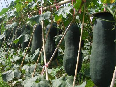 黑皮冬瓜價(jià)格最新行情揭秘,奇妙價(jià)格之旅啟動(dòng)!