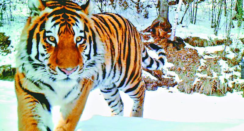 虎豹公園最新動態(tài)，進展、爭議與觀點分析全解析