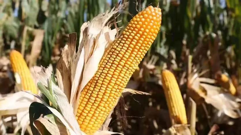 五A添盛坊青稞原漿 第233頁