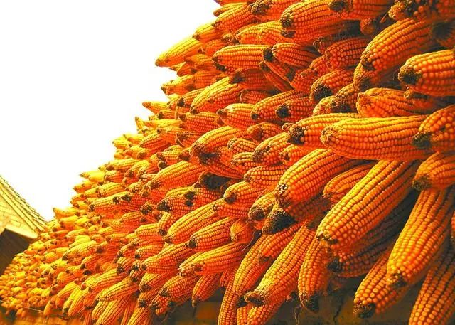 周口玉米價(jià)格最新行情,變化中的機(jī)遇與挑戰(zhàn)的超越旅程