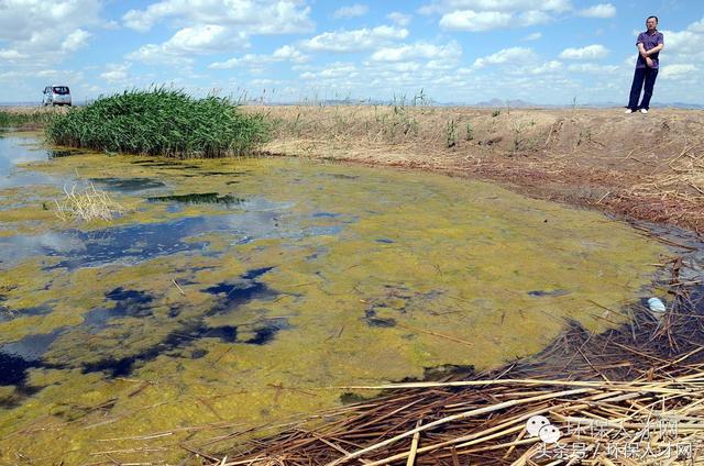 烏梁素海揚帆起航,勵志之旅見證變化之海最新動態