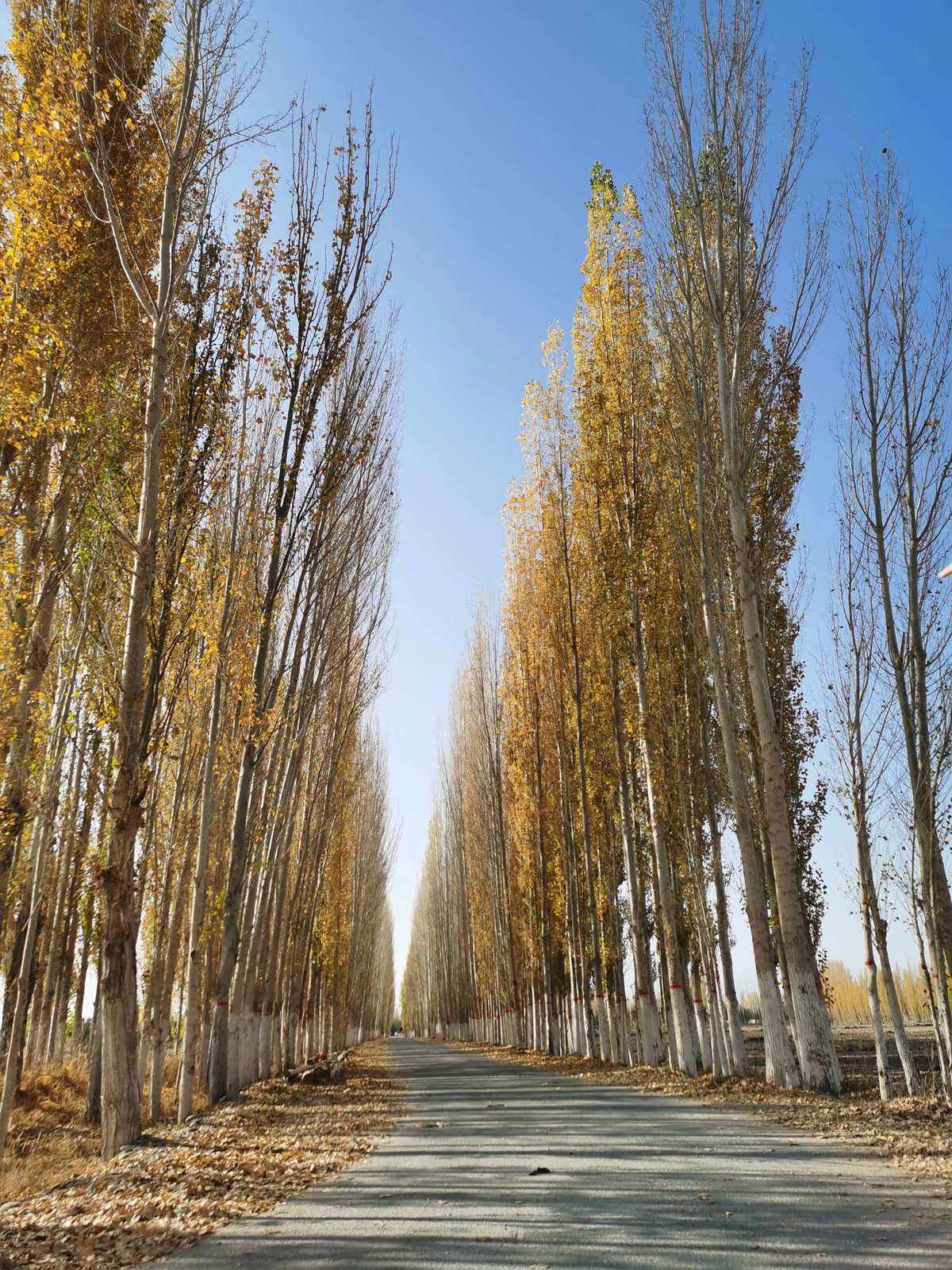 最新白楊生長特性及應用領域探索