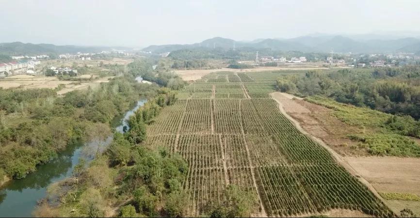 粉防己最新價格解析,獲取與理解價格信息的指南