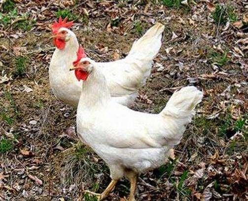 今日白羽雞最新價格，一場探尋內心平靜的旅程