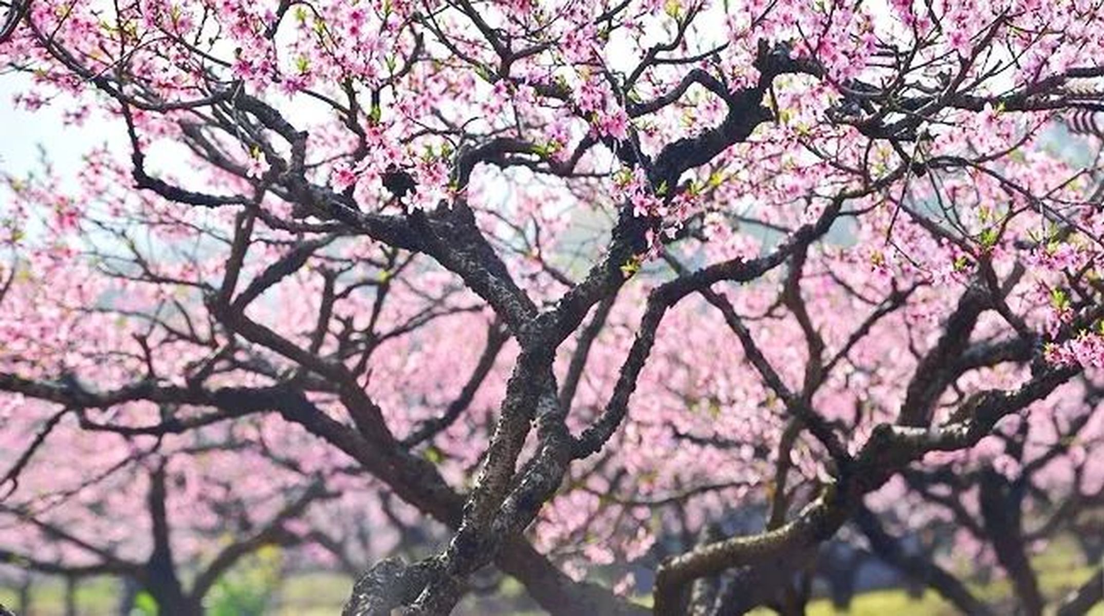 桃花盛開熱議不斷，桃花族論壇最新動態揭秘