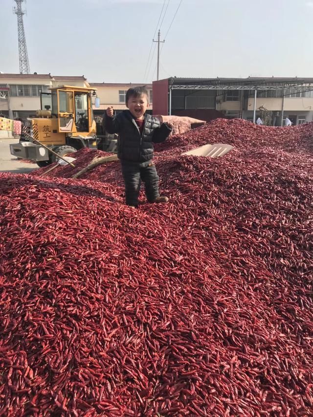 河南辣椒價格最新行情,開啟火熱學習之旅