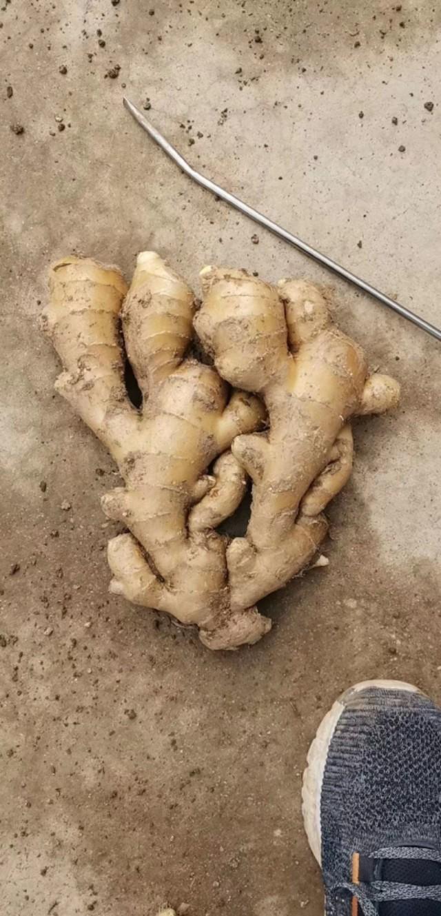 黑埠子最新姜價格全面解析與獲取指南