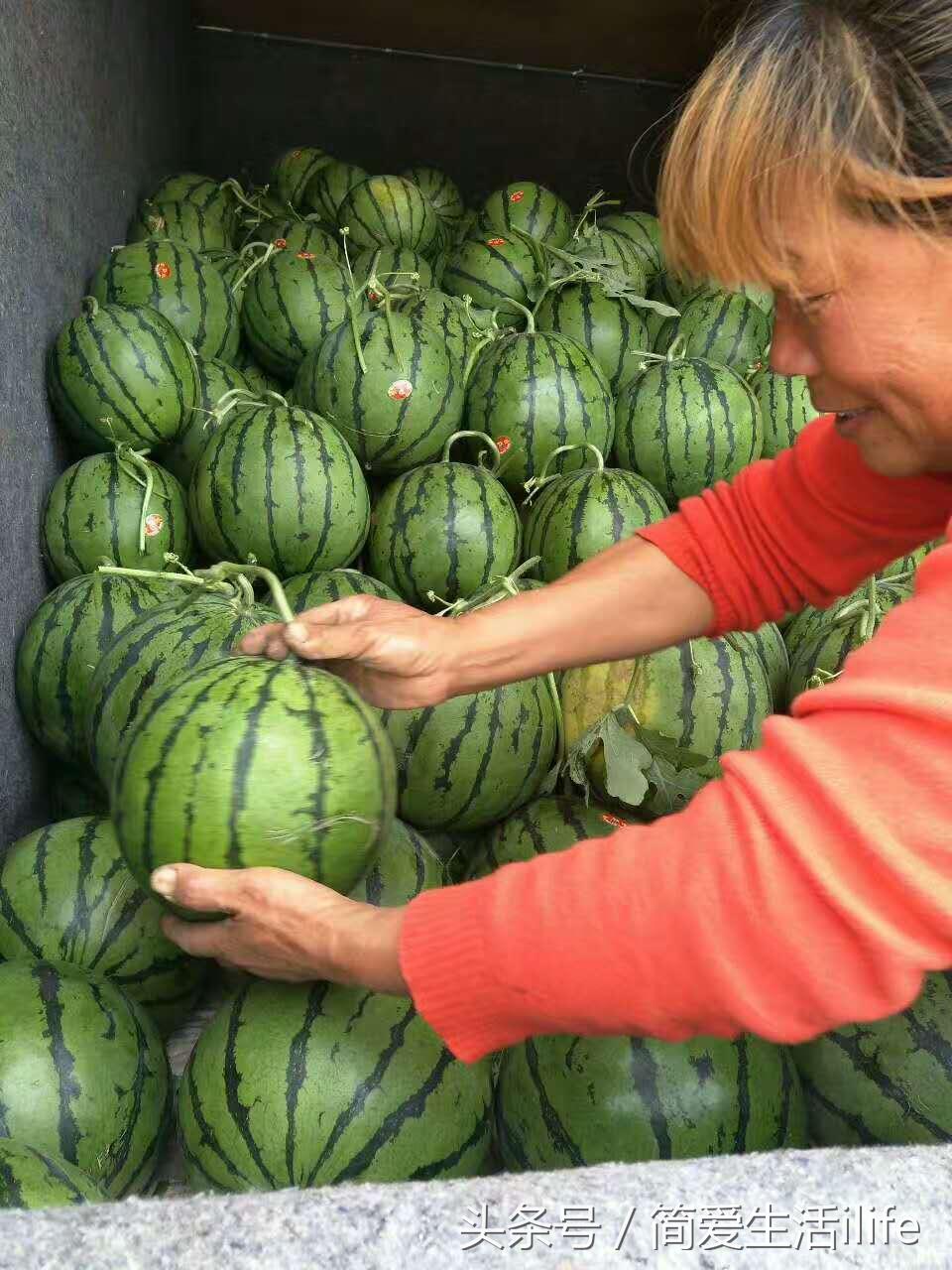 科技革新引領夏日西瓜市場,最新行情暢享清涼
